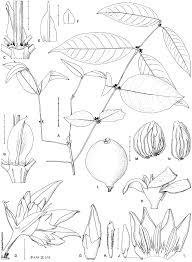 Image result for Helixanthera schizocalyx