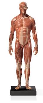 Gender differences in reflective practices of medical students for learning anatomy dancers are a hybrid of artist and athlete and through their training and performance experiences encounter information about human anatomy from a variety of. 10 Best Anatomy Figure Models For Artists