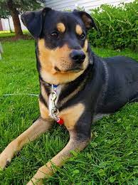 Using german dog commands when training is popular with many dog owners and trainers, especially those who own if you've bought a rottweiler puppy who was imported from germany, he will already have heard the german language and commands. Shepweiler Dog Breed Information And Pictures