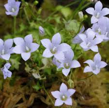 Image result for Wahlenbergia subaphylla