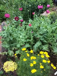Pin On My Coastal Maine Gardens