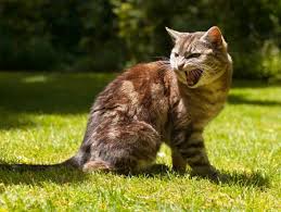 Such aggression can often be construed as unprovoked by cat parents who may not at all be aware of the original trigger or episode that irritated. Aggression In Cats Overview Petmd