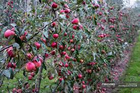 Apple tree with red fruit. Apple Trees In Organic Orchard Garden In Autumn With Red Fruit On Branches Espalier Morning Stock Photo 266538264