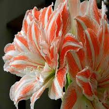 Amaryllis Bulbs 25 Off Free Shipping Amaryllis Bulb Buy Today Ship Tomorrow Amaryllis Plant Amaryllis Flowers Amaryllis Bulbs