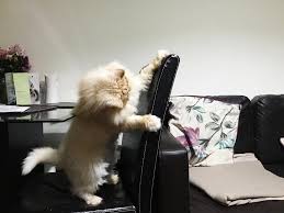 Check spelling or type a new query. How To Stop Your Cat From Scratching Furniture Persian Cat Corner