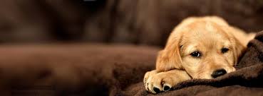 Cute Animals Cover Photos For Facebook Animals Puppy Puppies Cats Dogs Kittens Facebook Cover Cute Funny Dog Cover Photo Dog Cover Facebook Cover