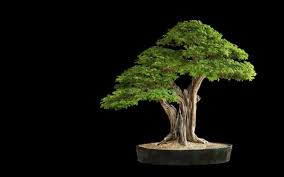 Pokok pinus adalah bonsai yang popular. Bonsai Pokok Penjagaan Dan Pertumbuhan Di Rumah