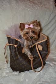 A Louis Vuitton And A Yorkie They Just Go Together Yorkie Cute Dogs Yorkshire Terrier Puppies
