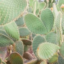 Any root stimulant or hormones? How To Take Cuttings From Cacti Gardening Advice The Guardian