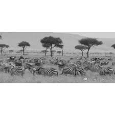 Image result for Black 2005 Safari