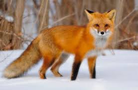 Black And Orange Fox Name The Red Fox Animal Facts Pet Fox Fox Species Fox Pictures