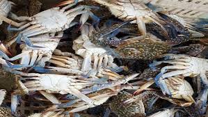 Saat dimasak daging rajungan sangat saat dimasak daging rajungan sangat lezat. Ekspor Rajungan Indonesia Tembus Rp 5 35 Triliun Di 2019 Bisnis Liputan6 Com