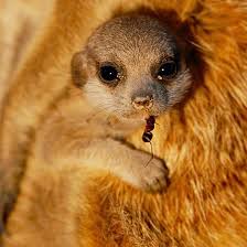 Photo By Mattiasklumofficial Feed Me Cuddle Me Whatever This Five Week Old Meerkat Pup Wants Theres Likely To Be A Grown U Cute Animals Baby Meerkat Meerkat