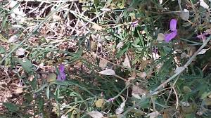 Image result for Volusia resupinata