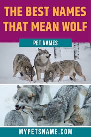 Best Names That Mean Wolf In 2020 Names That Mean Wolf Cool Pet Names Cool Names
