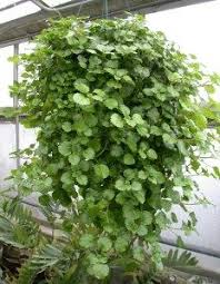 I've been finding yellow leaves on the lower and middle half of the plant. Swedish Ivy Plectranthus Australis House Plant Care Ivy Houseplant Ivy Plant Indoor