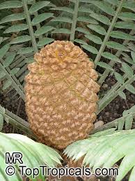 Image result for Cyathula natalensis