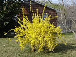 Forsythia Plant Plants Landscape Design Small Yellow Flowers