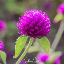 Image result for Gomphrena globosa