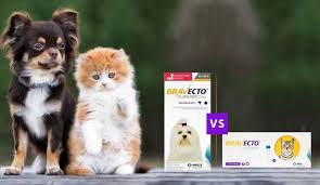 Bravecto should be administered orally as a single dose every 12 weeks. Flea And Tick Treatment Bravecto Chewable Vs Bravecto Spot On Canadapetcare Blog