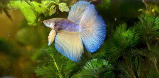 Professional betta breeders are always looking for the next … perhaps the main attraction to keeping and breeding betta fish is the remarkable array of dazzling colors that can be found. Keeping And Breeding Betta Splendens The Siamese Fighting Fish Aquainfo