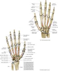 Wrist Hand Atlas Of Anatomy