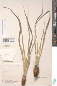 Image result for Xerophyta pseudopinifolia
