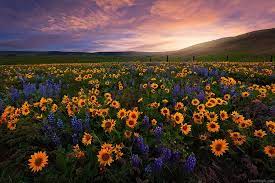 Check spelling or type a new query. Flower Fields Photography Sky Outdoors Nature Clouds Flowers Pretty Flower Field Flower Fields Photography Flowers Photography