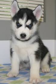 Husky puppies are mischevious and loyal pack animals. Siberian Husky Puppies For Sale Philadelphia Pa 287846