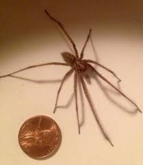 Hobo Or Giant House Spider Eratigena Duellica Bugguide Net