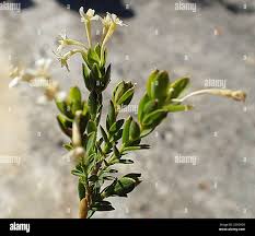 Image result for Gnidia goetzeana