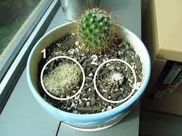 Cactus wranglers are the bane of today, stealing and destroying specimen cactus throughout the desert southwest. Ever Wondered What A Dead Cactus Looks Like Kelvin S Blog
