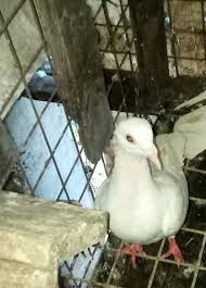 Baka gusto nyo boss pm nalang po.