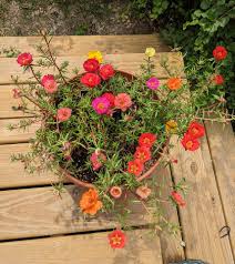 Image result for Portulaca centrali-africana