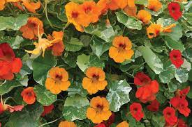 Kletterpflanzen nutzen eine dimension, die in vielen gärten ungenutzt bleibt: Schnellwachsende Kletterpflanzen Kletterpflanzen Ratgeber Garten Schluter