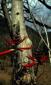 Image result for Priva flabelliformis