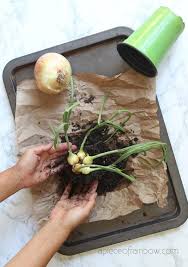 How to regrow green onions with just water! How To Regrow Onions From Onion Scraps Easily A Piece Of Rainbow
