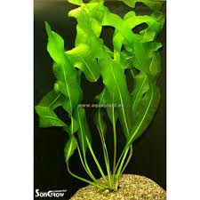 Image result for Aponogeton