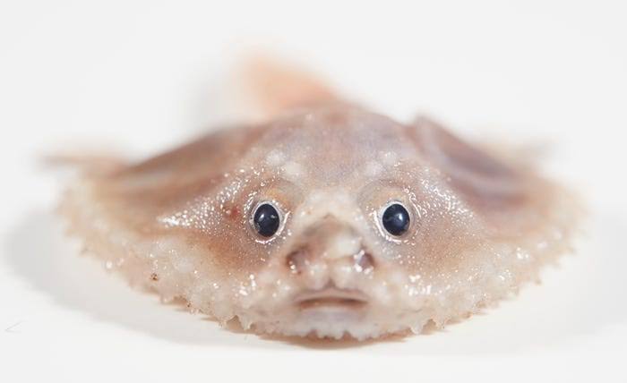 Rare deep sea fish found in Australia expedition, including blind eel