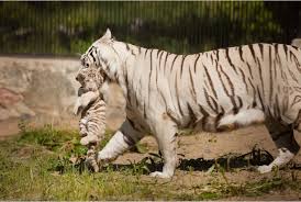 Whereas the previous chapter begins with an entreaty for silence, white tigers confidently proclaims that many successes are possible for women and, more. White Tiger Wild Republic