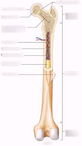 Long bones are those that are longer than they are wide. Diagram Anatomy Of A Long Bone Diagram Quizlet