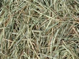 Check spelling or type a new query. 2 String Coastal Bermuda Hay Bale Feed Depot