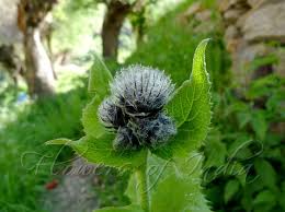 Image result for Costus