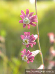 Image result for Silene burchellii
