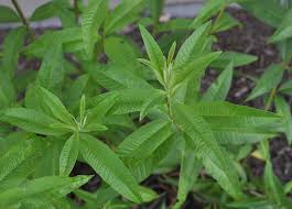 Image result for Aloysia citrodora