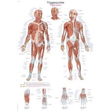 Trigger Points On The Body Poster