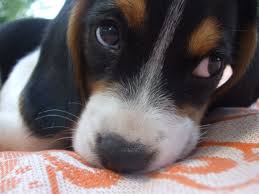 The Five Best Small Dog Breeds For Families With Young Children Best Small Dogs Best Small Dog Breeds Dog Breeds
