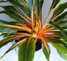 Image result for Chlorophytum filipendulum