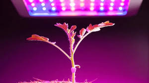 Blue light is usually preferred during the vegetative stage, while red wavelengths are best during bloom. Can Plants Grow With Led Lights The Truth