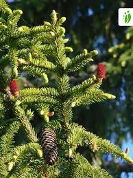 In a good year, it may even grow 5 feet per year. Norway Spruce Picea Abies Trees And Shrubs Naturegate